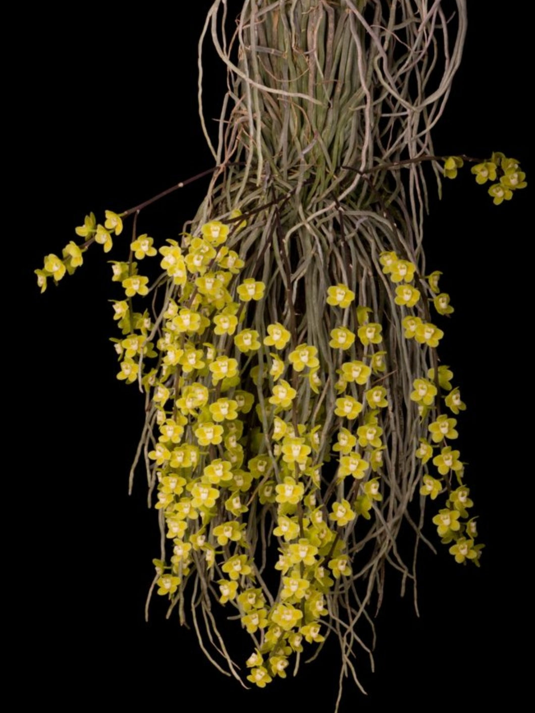 Chiloschista parishii