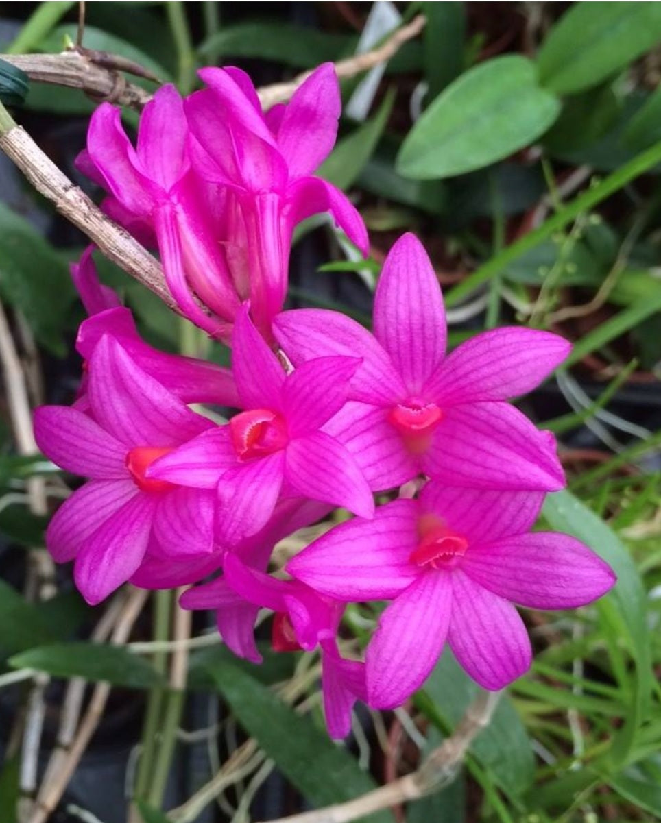 Dendrobium glomeratum