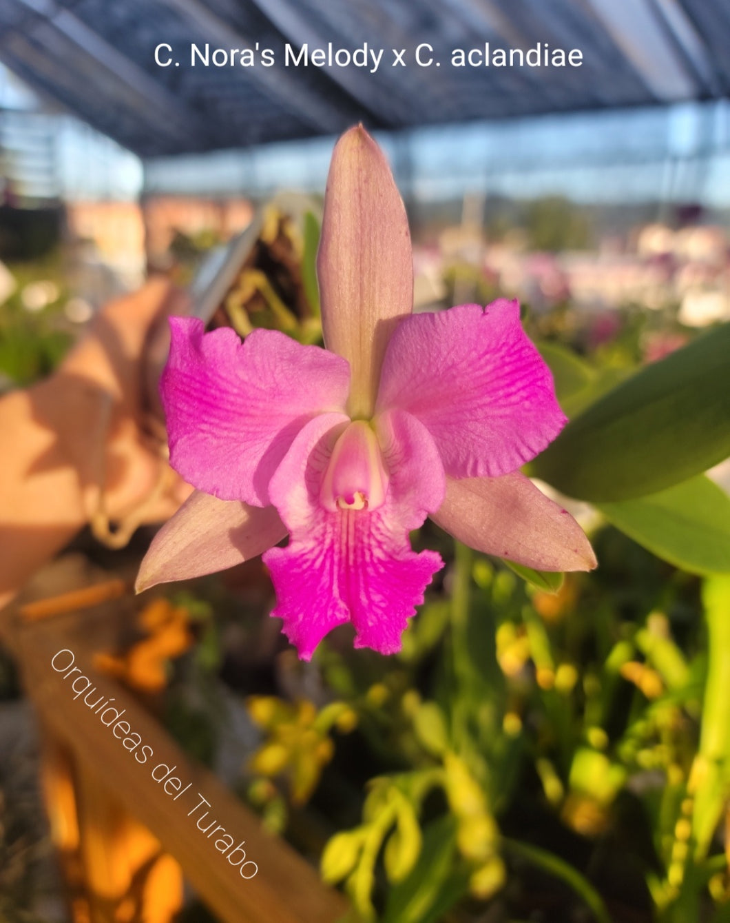 C. Nora's Melody x C. aclandiae