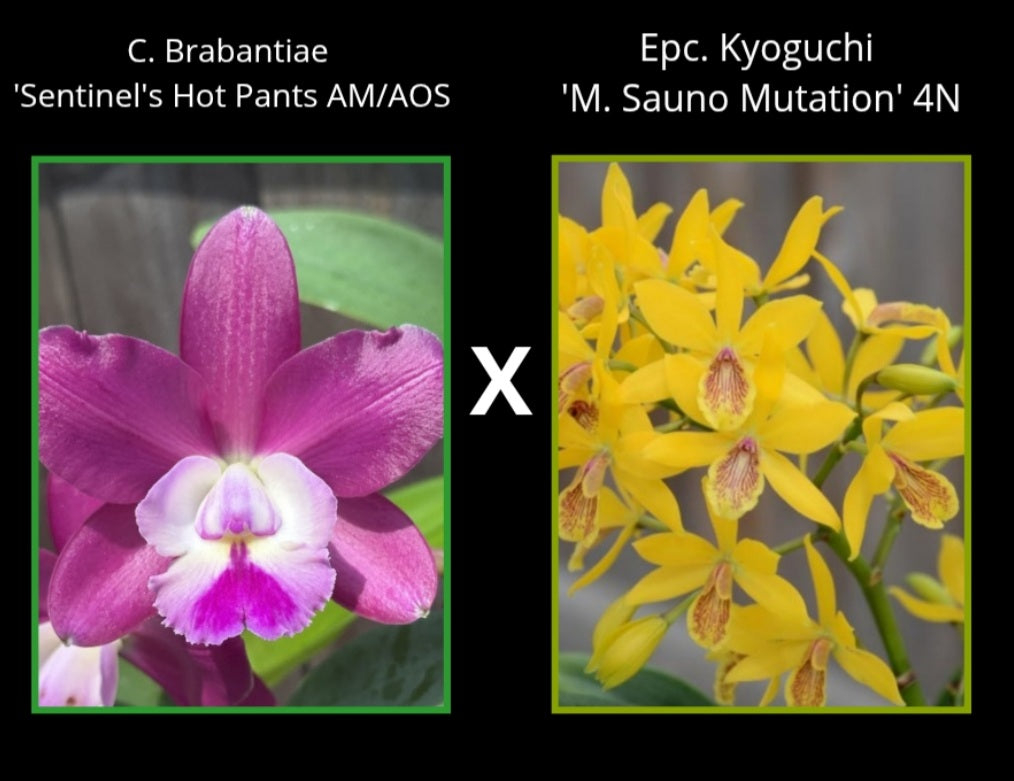 C. Brabantiae 'Sentinel's Hot Pants' AM/AOS x Epc. Kyoguchi 'M.Sauno Mutation' 4N