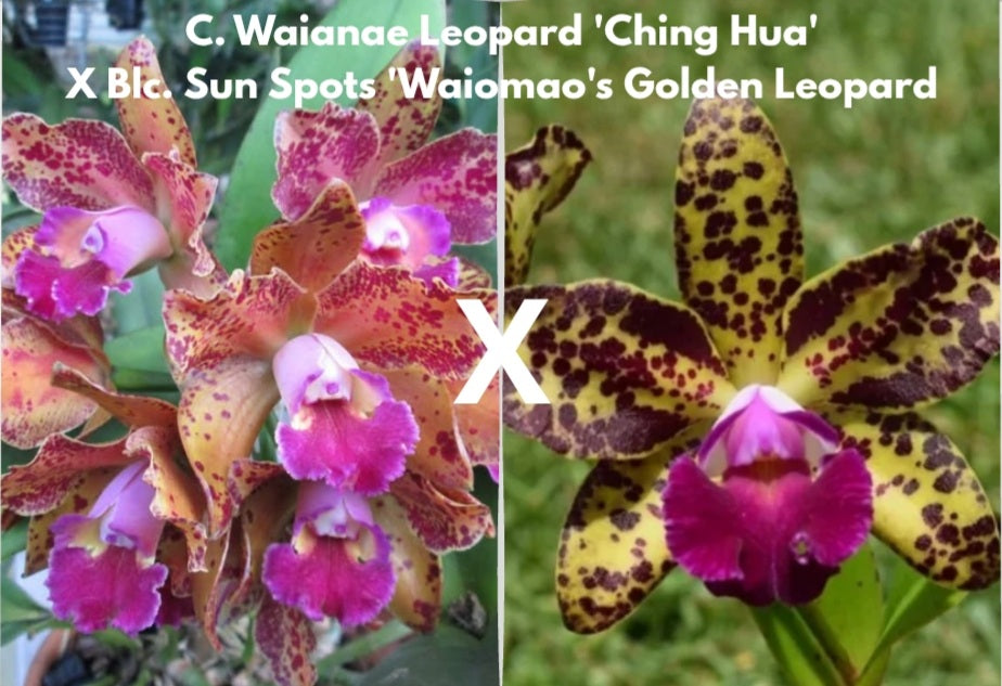 C. Waianae Leopard 'Ching Hua' x Blc. Sun Spots 'Waiamao's Golden Leopard'