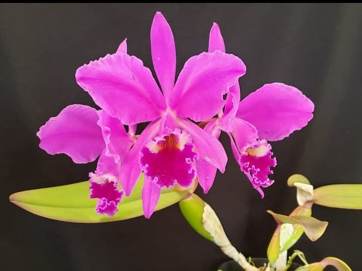 Cattleya jenmanii var rubra