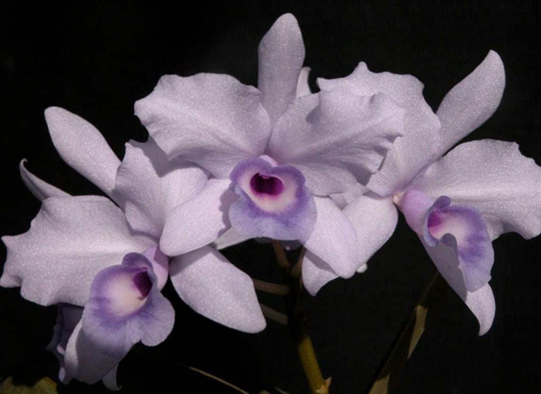 Cattleya deckeri var coerulea