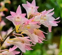 Load image into Gallery viewer, Dendrobium Sekarpuro
