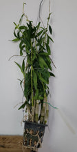 Load image into Gallery viewer, Dendrobium Sekarpuro
