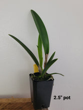 Cargar imagen en el visor de la galería, C. bowringiana x Bc. Morning Glory
