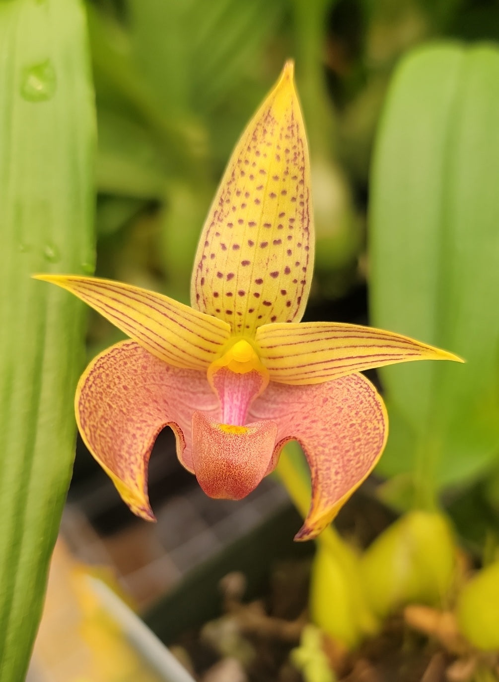Bulbophyllum lobbii 'Spots Narathiwat' x sib