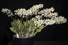 Cargar imagen en el visor de la galería, Dendrobium speciosum v. pendunculatum
