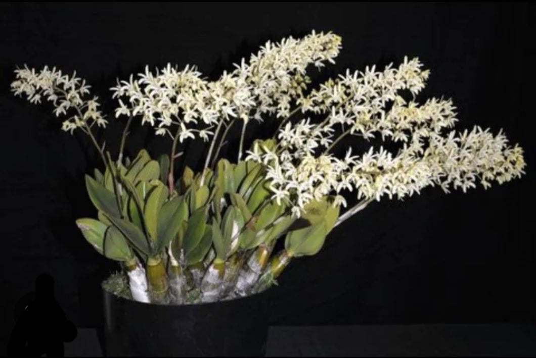 Dendrobium speciosum v. pendunculatum