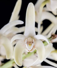 Cargar imagen en el visor de la galería, Dendrobium speciosum v. pendunculatum

