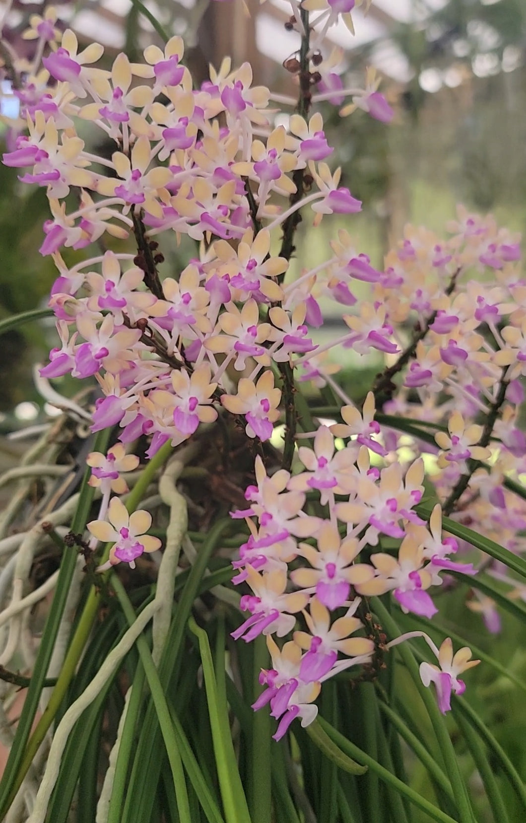 Seidenfadenia mitrata 'Yellow'