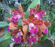 Load image into Gallery viewer, Rlc.Waianae Leopard &#39;Ching Hua&#39; HCC/AOS
