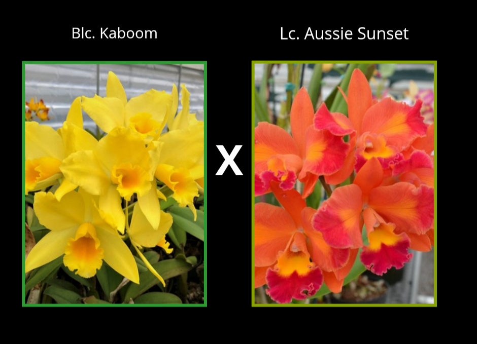 Blc. Kaboom x Lc. Aussie Sunset