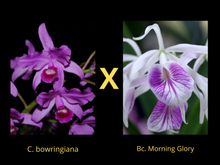 Cargar imagen en el visor de la galería, C. bowringiana x Bc. Morning Glory
