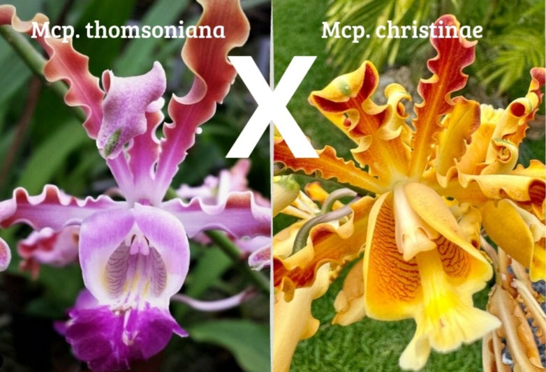 Mcp. thomsoniana x christinae