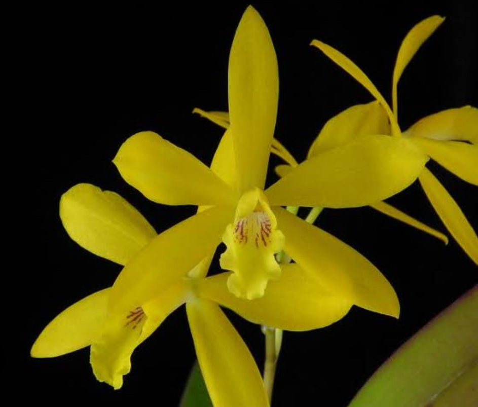 Epc.Kyoguchi 'M.Sauno'4N Mutation x L.Gold Star 'SVO 4N'