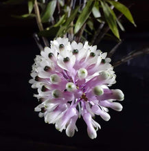 Load image into Gallery viewer, Dendrobium smilliae
