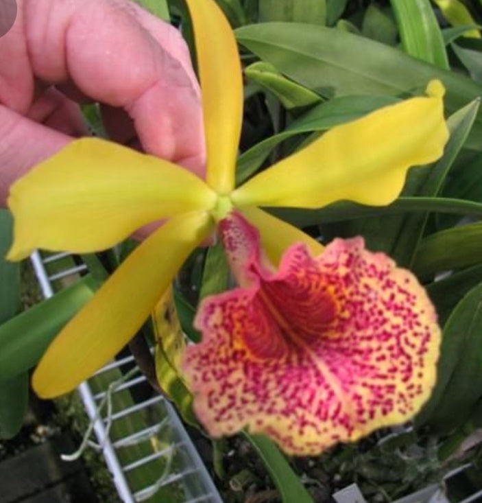 Bc.Keowee 'Mendenhall'