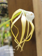 Load image into Gallery viewer, Brassavola cucullata
