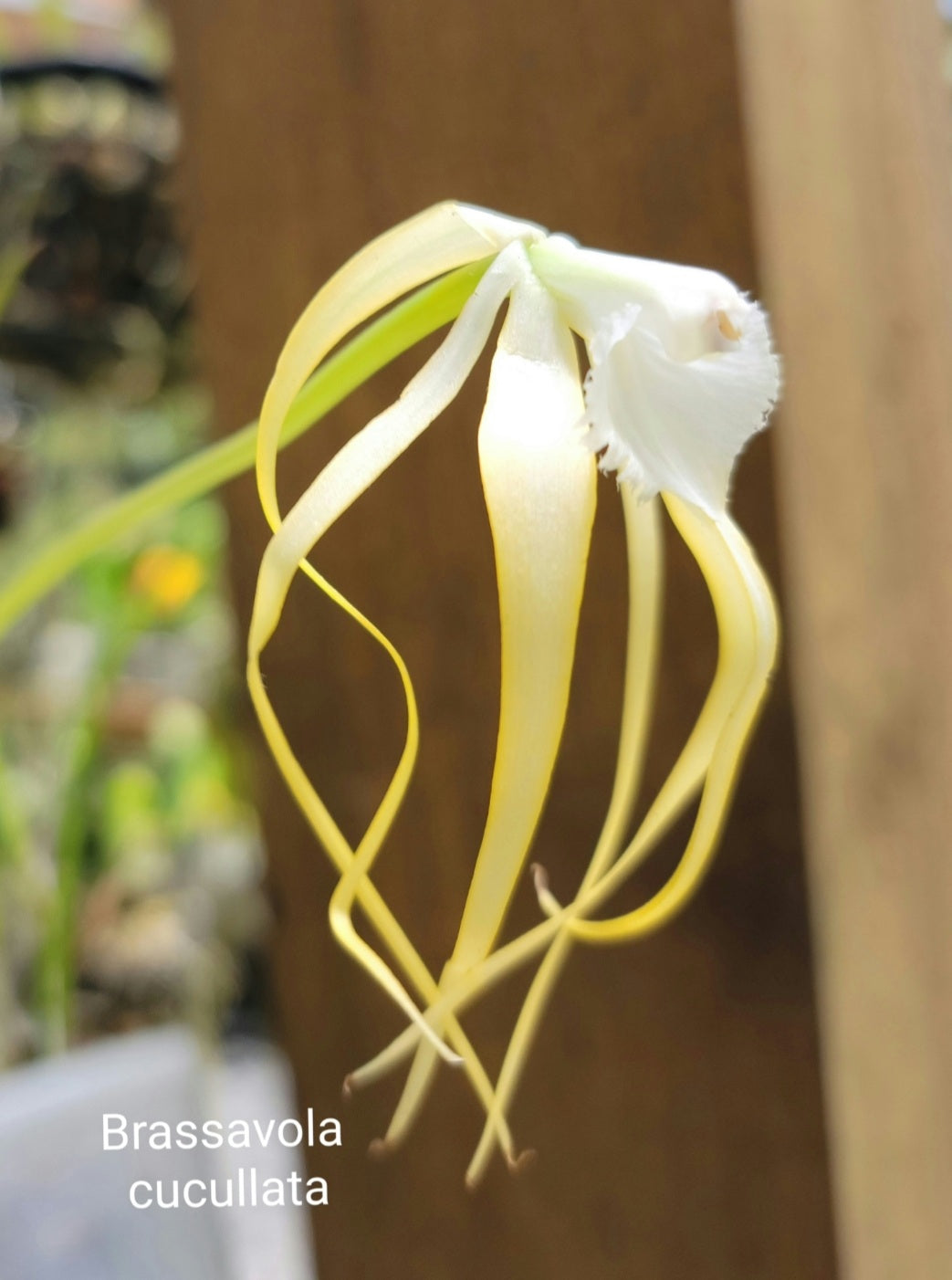 Brassavola cucullata