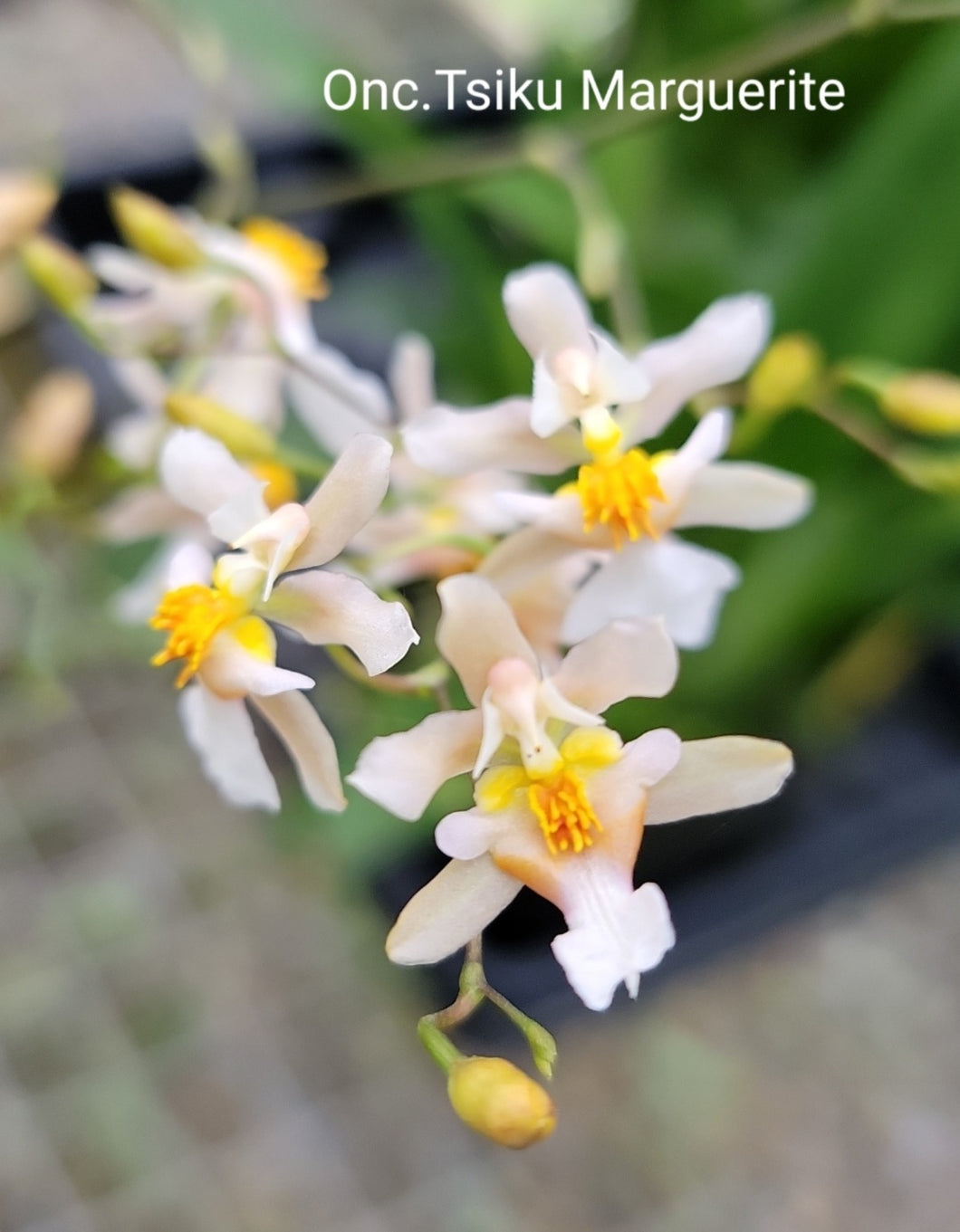 Oncidium Tsiku Marguerite