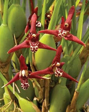 Cargar imagen en el visor de la galería, Maxillaria tenuifolia - Rojo
