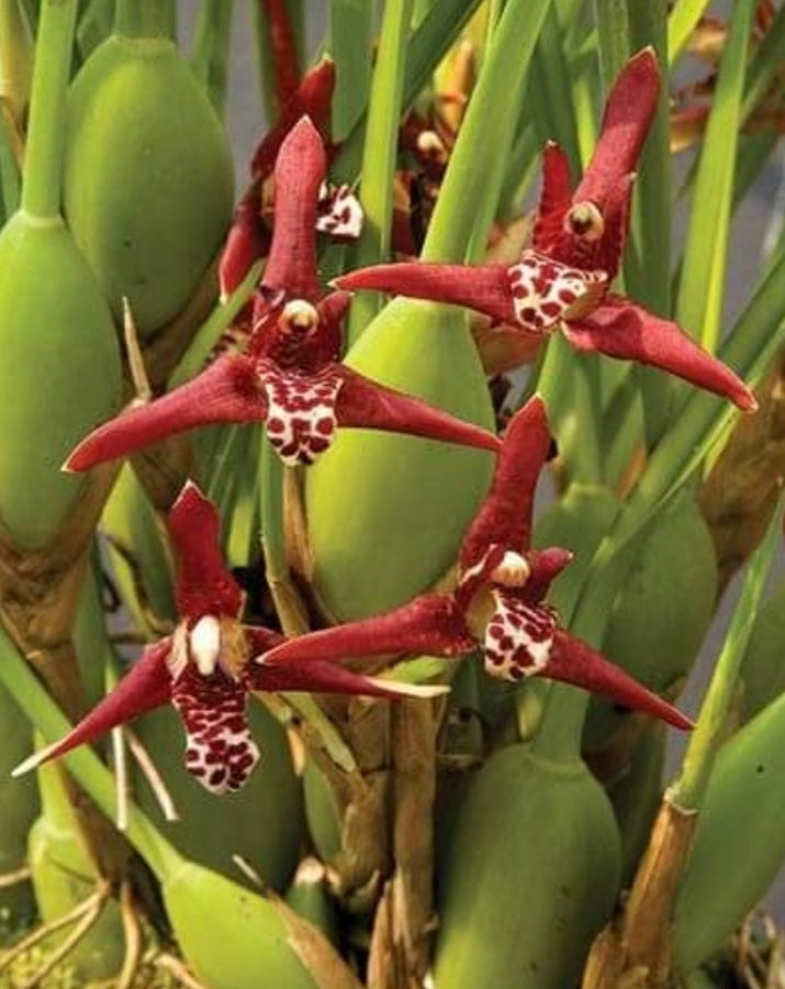 Maxillaria tenuifolia - Rojo