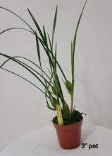 Cargar imagen en el visor de la galería, Maxillaria tenuifolia &#39;Yamada&#39;
