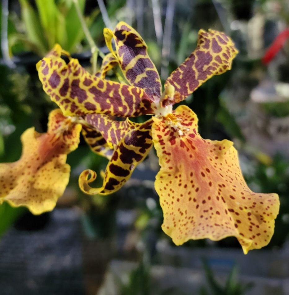 Alcra.Hilo Ablaze 'Hilo Gold'HCC/AOS
