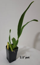 Load image into Gallery viewer, Alcra.Hilo Ablaze &#39;Hilo Gold&#39;HCC/AOS
