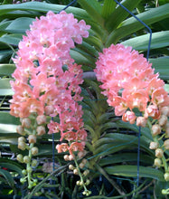 Load image into Gallery viewer, Rhynchostylis gigantea &#39;Pink&#39;

