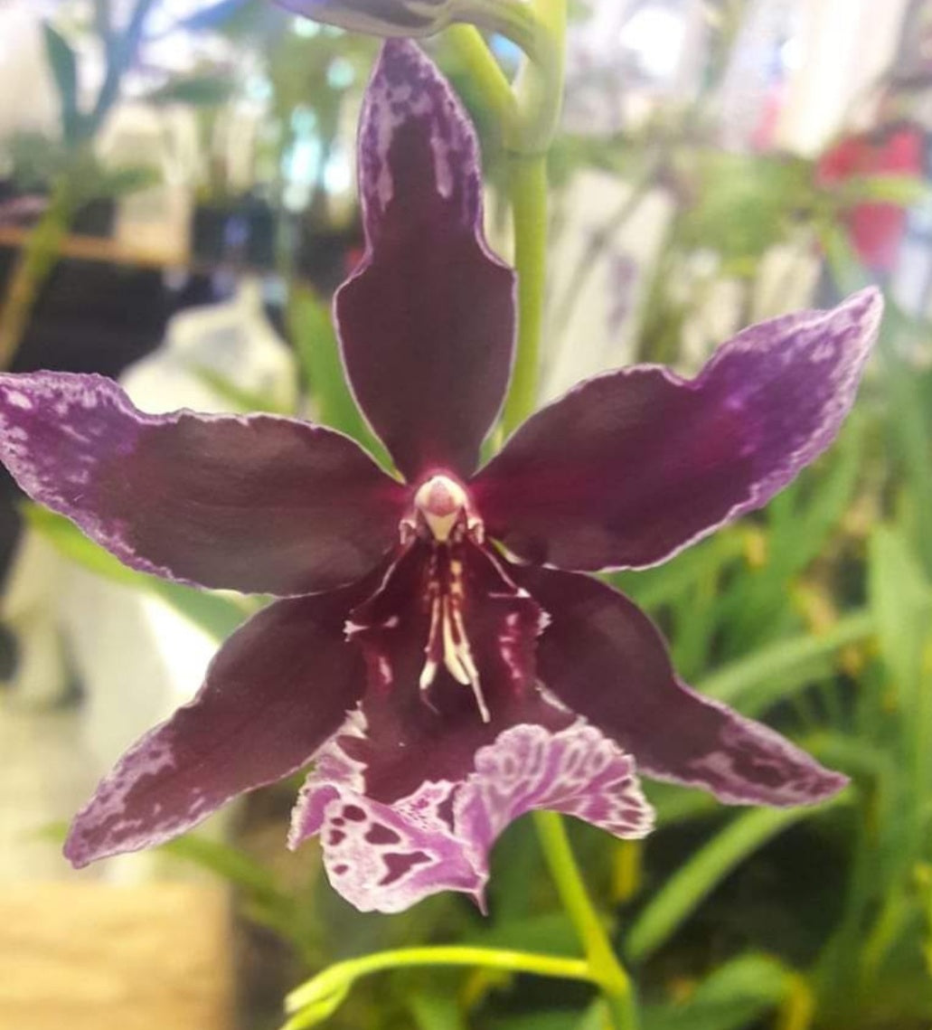 Vuyl.Melissa Brianne 'Dark'