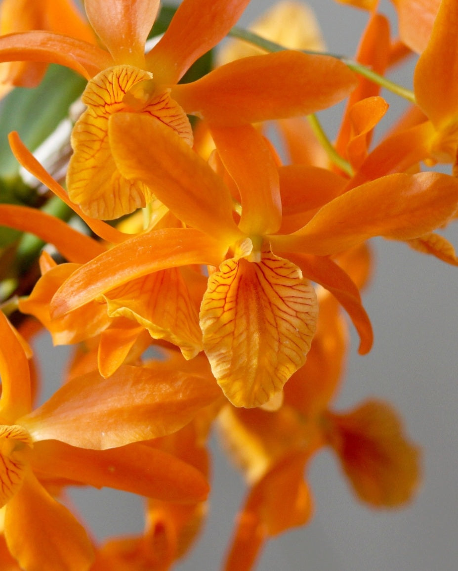 Dendrobium Starburst Firebird Orquídeas Del Turabo