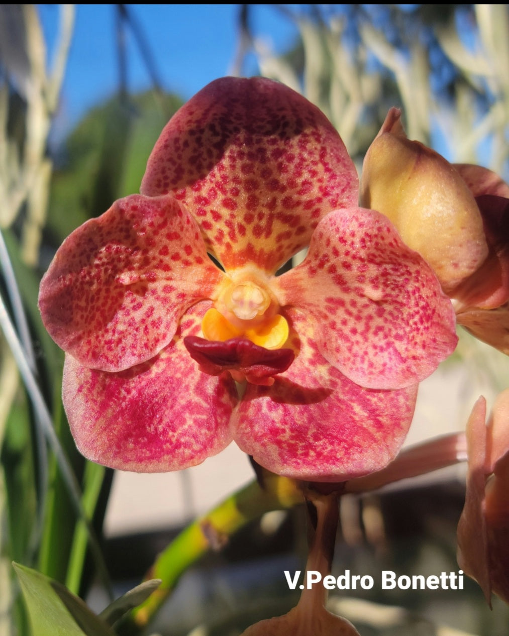 Vanda Pedro Bonetti