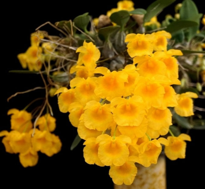 Dendrobium Ueang Pheung