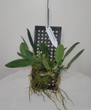 Cargar imagen en el visor de la galería, Dendrobium lindleyi (Syn.aggregatum)
