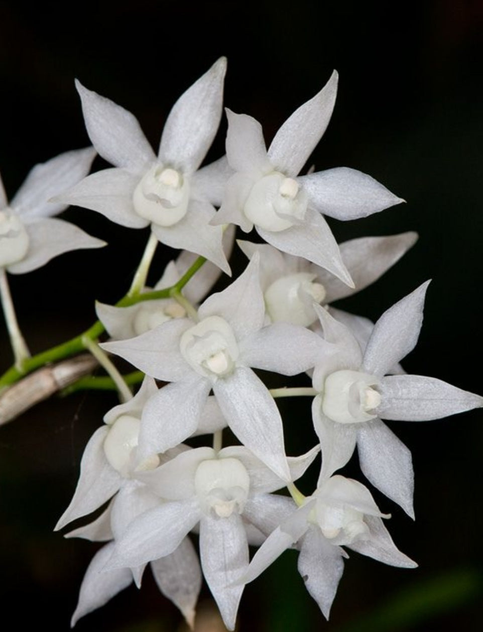Dendrobium hercoglossum variedad alba